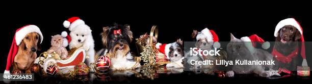 Dog And Cat On The Background Of Christmas Decorations Stock Photo - Download Image Now