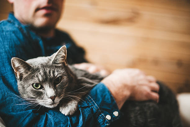 男性と彼の灰色の猫 - adult affectionate love animal ストックフォトと画像