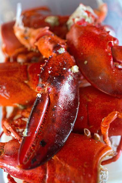 istock claws of freshly steamed lobster 461237379