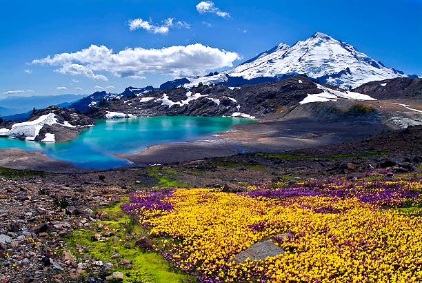 Mount Baker Summer Wildflowers Blooming on Mount Baker mt baker stock pictures, royalty-free photos & images