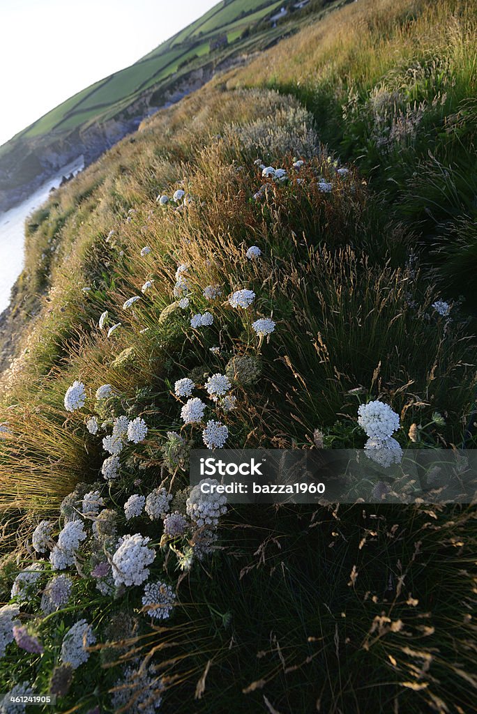 South West coastal path. Coastal path around the Lizard Peninsula in Cornwall. Taken on top of the cliffs at Gunwalloe. Cliff Stock Photo