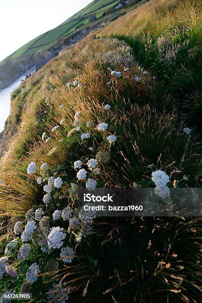 South West Coastal Path Stock Photo - Download Image Now - Cliff, Close-up, Coastline