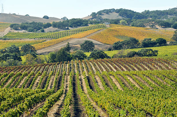 vineyard - sultana california photos et images de collection