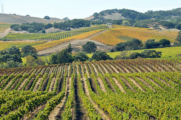 Vineyard stock photo