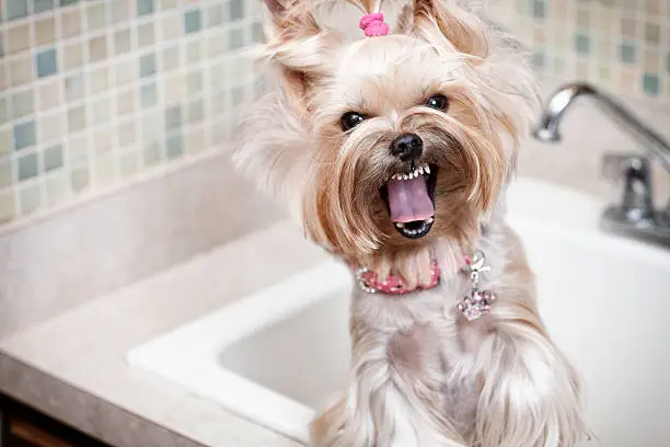 Photo of Dog Complaining in the Bathtub