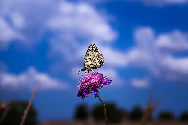 Blue sky with white butterfly on purple flower.