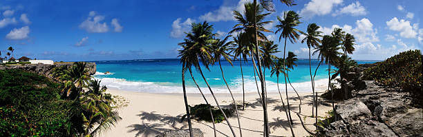 istock Panormaic view of a Beach and Palm Trees 461251585