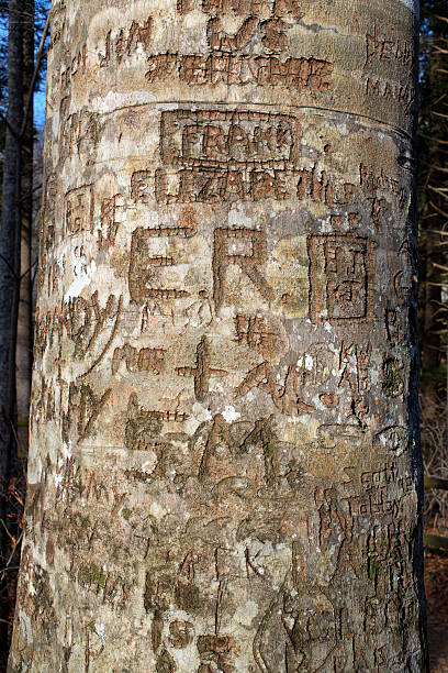 istock Graffiti carved into tree bark highlighted by low winter sun 461251667