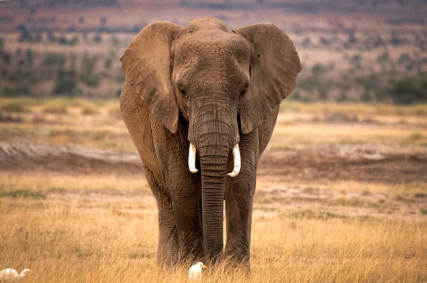 istock Lone African elephant in grasslands of Kenya 461252159
