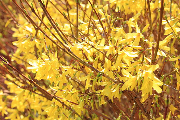 istock close-up of yellow flowers 461252777