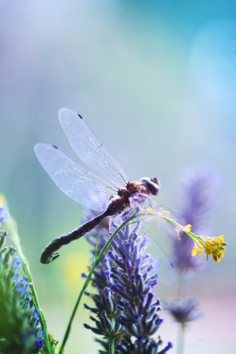 Dragonfly on the flowers
