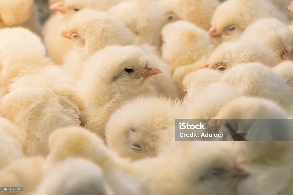 Chicks - Photo de Poulet - Volaille domestique libre de droits