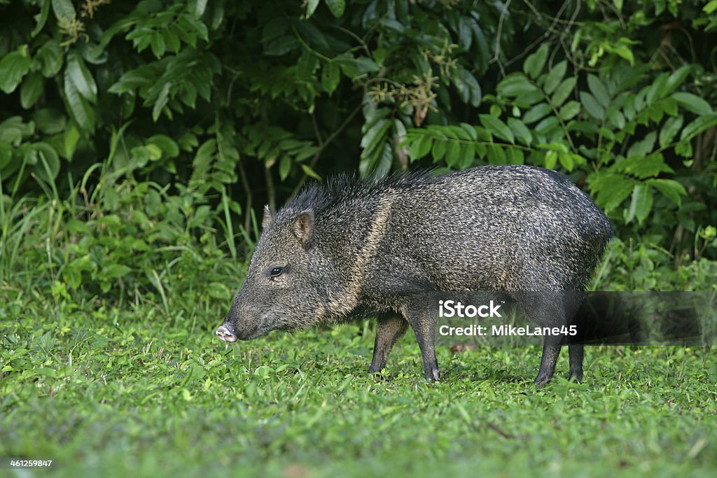 Collared peccary, Tayassu tajacu Collared peccary, Tayassu tajacu, single mammal on grass, Belize Collared Peccary Stock Photo