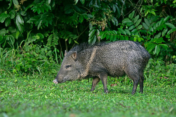 Collared peccary, Tayassu tajacu Collared peccary, Tayassu tajacu, single mammal on grass, Belize peccary stock pictures, royalty-free photos & images