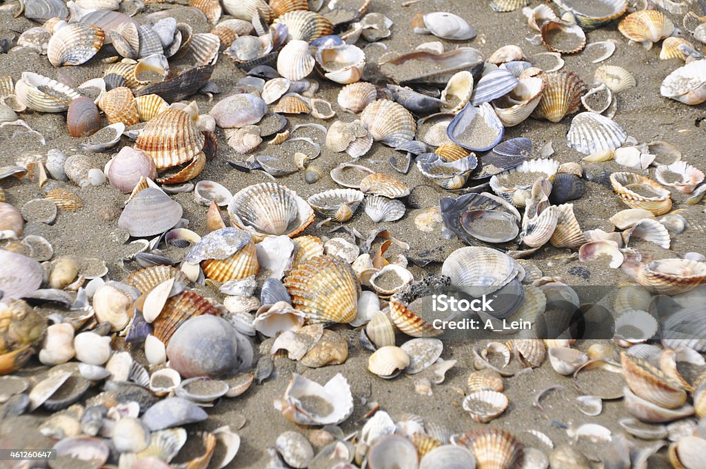 Varie conchiglie su una spiaggia di sabbia sullo sfondo. - Foto stock royalty-free di Ampio