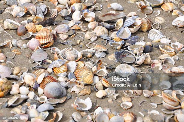 Varie Conchiglie Su Una Spiaggia Di Sabbia Sullo Sfondo - Fotografie stock e altre immagini di Ampio