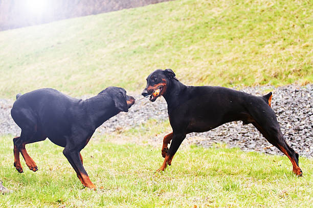 Hardicraft Haakpakket Voor Hond Fiep – Complete Haakset Met 100% Katoenen Garen En Patroon, Ca. 20 Cm Groot – Leuk Haakproject Voor Hondenliefhebbers, Haaknaald 2,5 Mm 3 miniatura