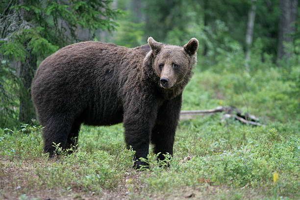 istock European brown bear, Ursus arctos 461261705