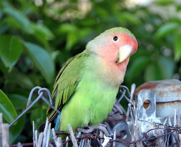 istock Portrait of a small parrot 461261715