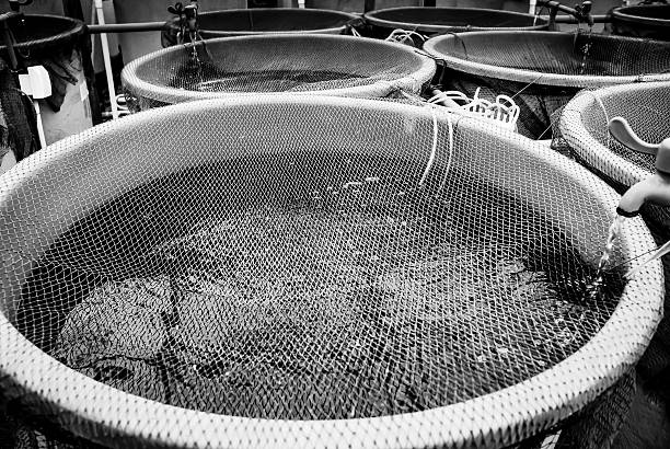 istock Agriculture aquaculture farm 461262107