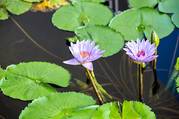 istock Lotus. Water lily flower 461264181