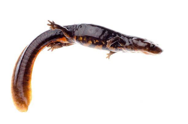 A close up shot of a Long Toed Salamander in Washington state nestled among fallen leaves.