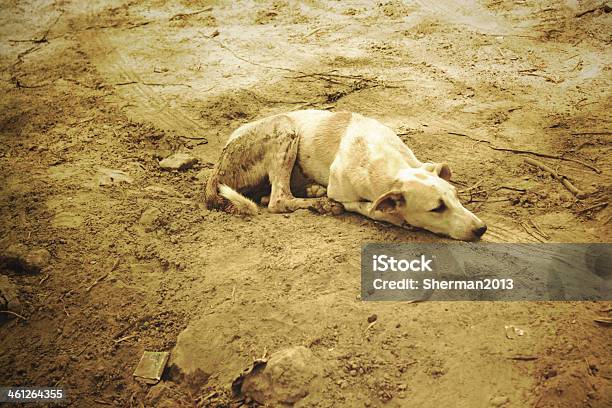 슬프다 경견 모래 갈색에 대한 스톡 사진 및 기타 이미지 - 갈색, 개, 개과