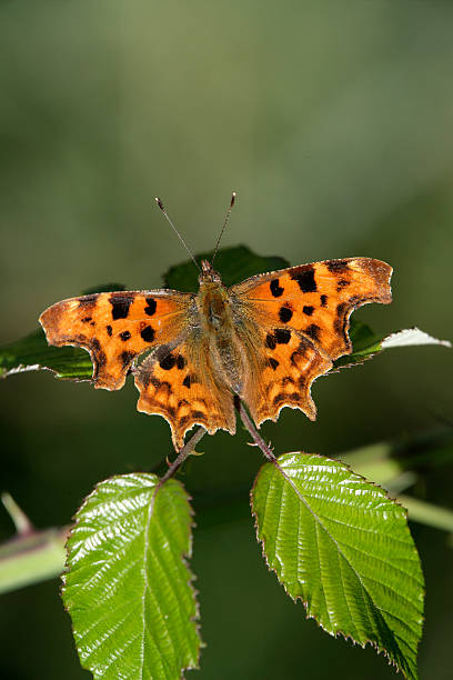 istock Comma butterfly, Polygonia c-album 461264825