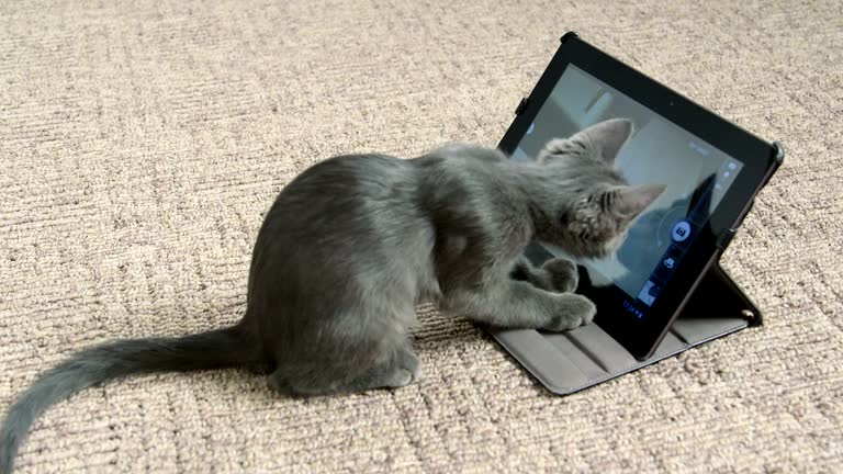 43,100+ Kittens Playing Stock Videos and Royalty-Free Footage - iStock