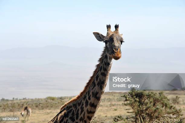 Maasai Giraffe In The Serengeti Stock Photo - Download Image Now - Acacia Tree, Africa, Animal Wildlife