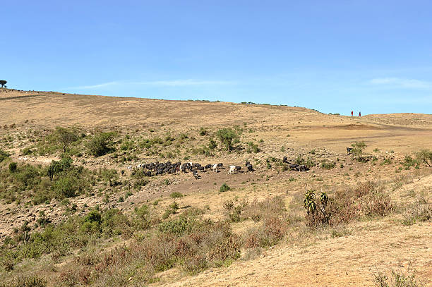 istock Typical Maasai landscape in the Ngerongoro 461265633
