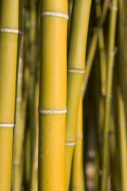 primo piano del bamboo grove - golden bamboo foto e immagini stock