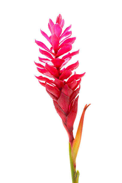istock beautiful tropical red ginger flower on isolate white background 461272757