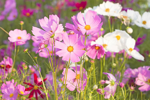 istock Beautiful flower gardens. 461273273