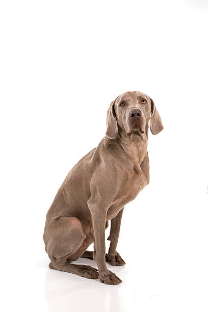 Weimaraner - foto stock