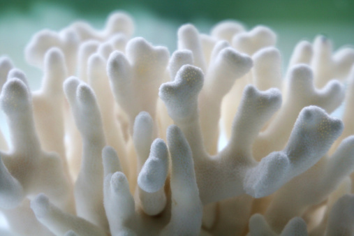 closeup of a white dried decorative coral