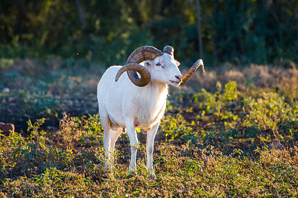 텍샤스 돌산양 ram - dall sheep 뉴스 사진 이미지