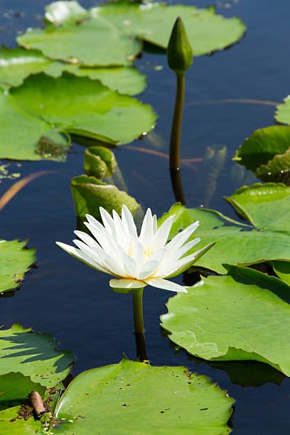 istock White lotus in the pond 461282259