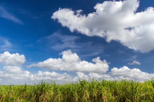 Sugar cane plantation on the island of Cuba