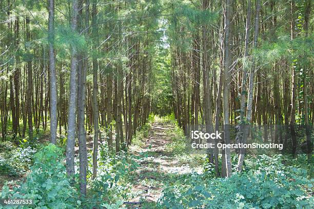 Pine Plantations Stock Photo - Download Image Now - Agriculture, Australia, Branch - Plant Part