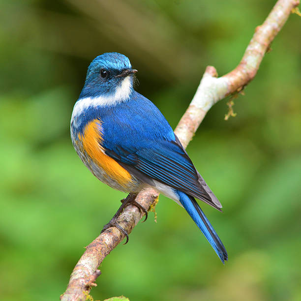 260+ Himalayan Bluetail Stock Photos, Pictures & Royalty-Free Images - iStock