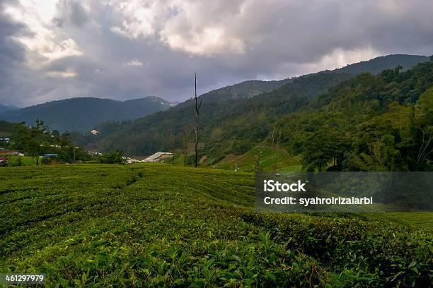 Tea Plantation Stock Photo - Download Image Now - Asia, Beauty In Nature, Blue