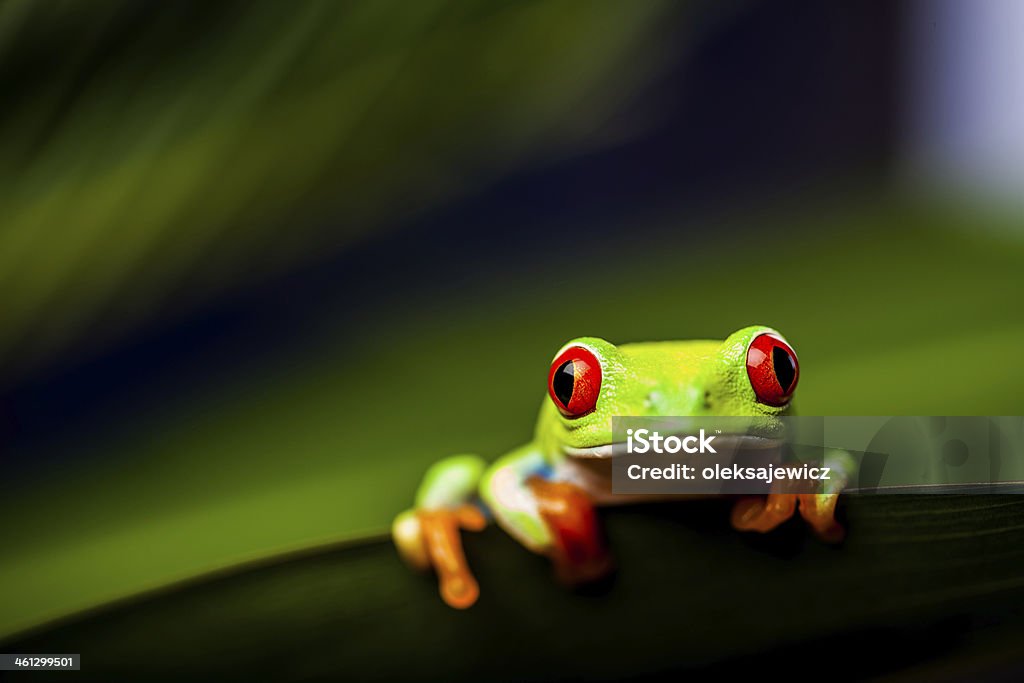 Exotic frog in natural rain forest Exotic frog in green rain forestExotic frog in green rain forest Frog Stock Photo
