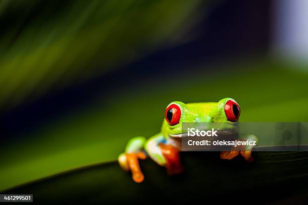 Exotic Frog In Natural Rain Forest Stock Photo - Download Image Now - Frog, Panama, Animal