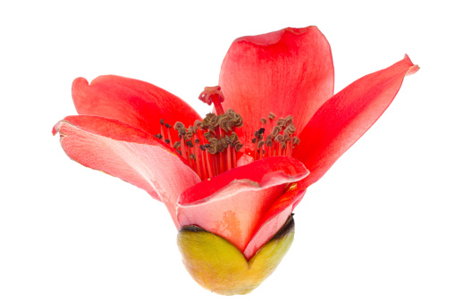 Kapok blossom bombax ceiba red flower,isolated on white