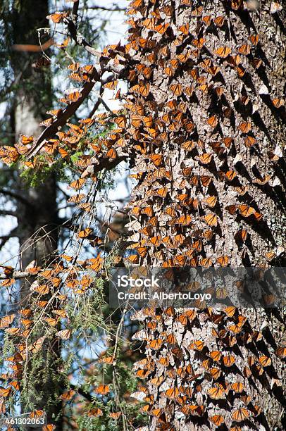 Foto de Reserva Da Biosfera Borboletamonarca Michoacán e mais fotos de stock de Borboleta-Monarca