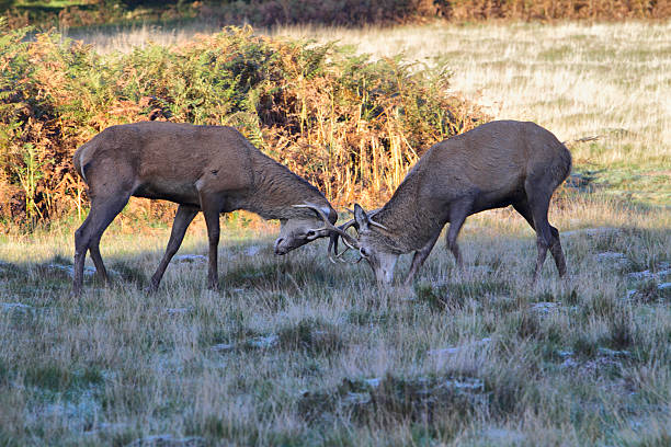 Two young stags in frosty head-to-head tussle