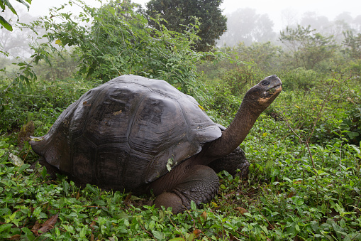 Giant Tortoise