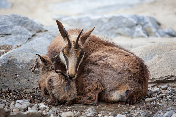 chamois (Rupicapra Carpatica) with newborn chamois (Rupicapra Carpatica) with newborn - just 1 minute old alpine chamois rupicapra rupicapra rupicapra stock pictures, royalty-free photos & images