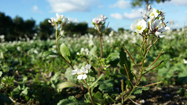 Spring stock photo